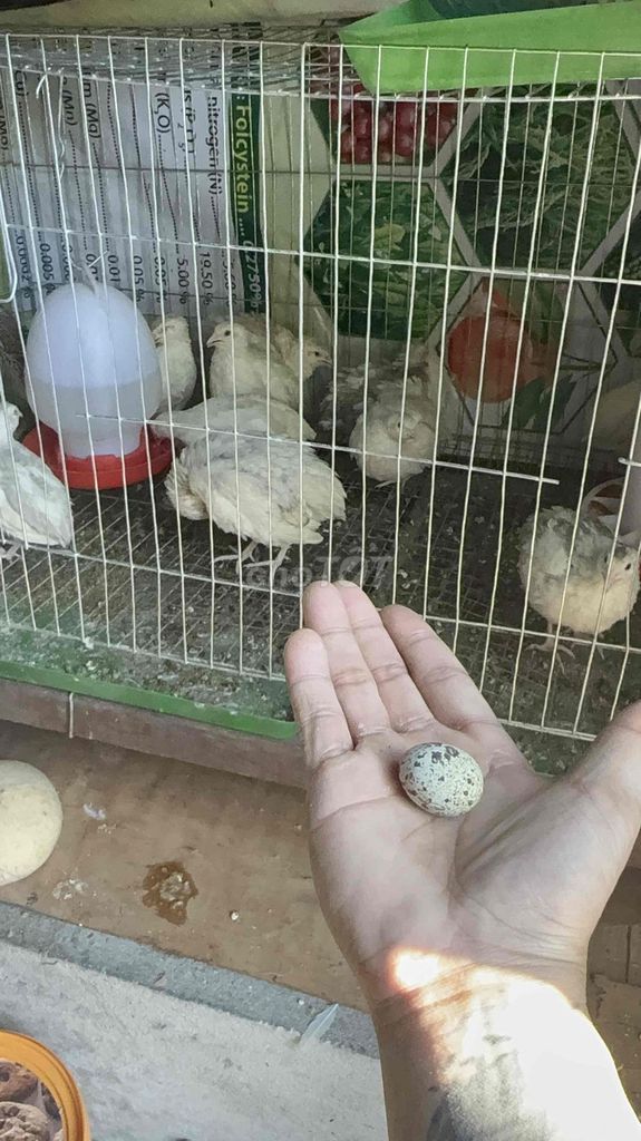 Chim cút Bạch tạng. Mua bán Chim tại Quận 7 Tp Hồ Chí Minh được đăng bởi Le Thuan hình 1