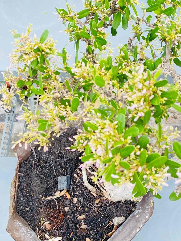 Bonsai Linh Sam Nghệ Thuật, Hoa Bay Trong Gió