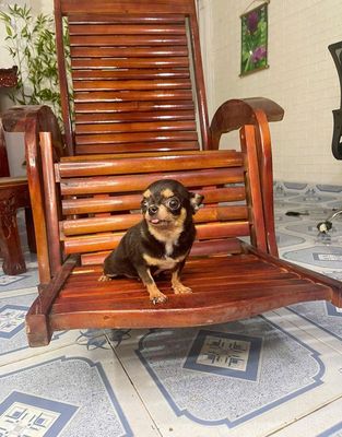 Chihuahua cái trưởng thành đã tiêm ngừa