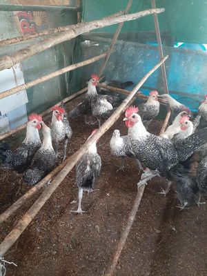 Gà trống ai cập 2th5 100k/con. Mua bán Gà tại Quận Bình Tân Tp Hồ Chí Minh được đăng bởi tân