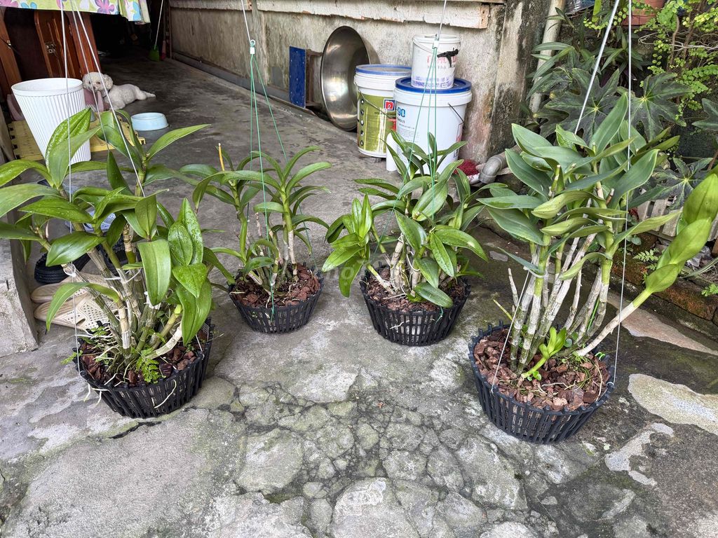 Thanh lí 4 chậu Lan Dendro to đùng. Mua bán Cây cảnh, đồ trang trí tại Thành phố Huế Thừa Thiên Huế được đăng bởi Hoàng hình 1
