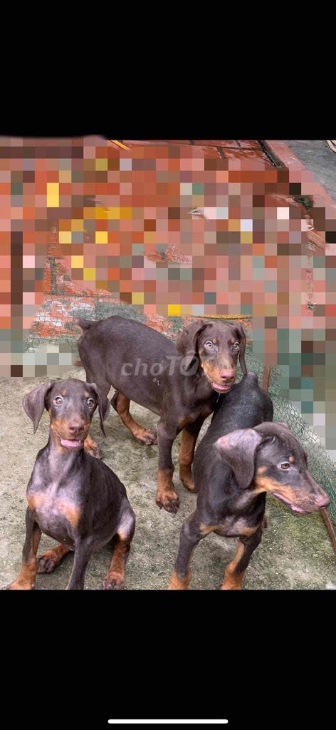 đàn doberman 9 con đực cái có đủ