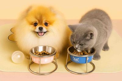 Tô inox chóng gủ lưng cho chó mèo. Mua bán Phụ kiện, Thức ăn, Dịch vụ tại Quận 12 Tp Hồ Chí Minh được đăng bởi Thanh Trúc