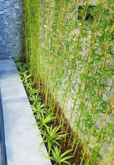 Cây💚 trúc quân tử💚, trúc cần câu 💚. Mua bán Cây cảnh, đồ trang trí tại Huyện Hóc Môn Tp Hồ Chí Minh được đăng bởi Quốc Đạt hình 1