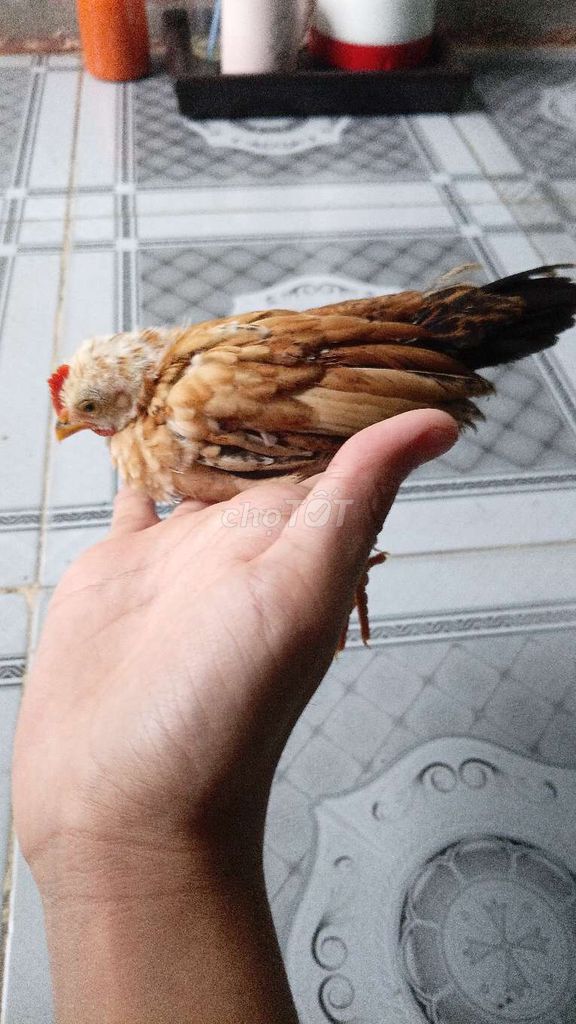 Gà tre trống Nâu vàng. Mua bán Gà tại Quận Liên Chiểu Đà Nẵng được đăng bởi phan thu hà hình 1