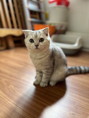 Mèo aln silver 9 tháng tuổi