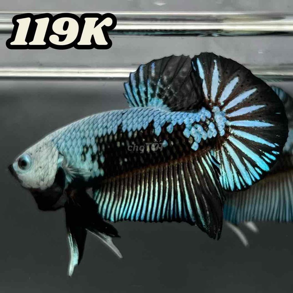 Cá Betta Samurai Đen Xanh. Mua bán Thú cưng khác tại Quận 12 Tp Hồ Chí Minh được đăng bởi Betta SaiGon hình 1