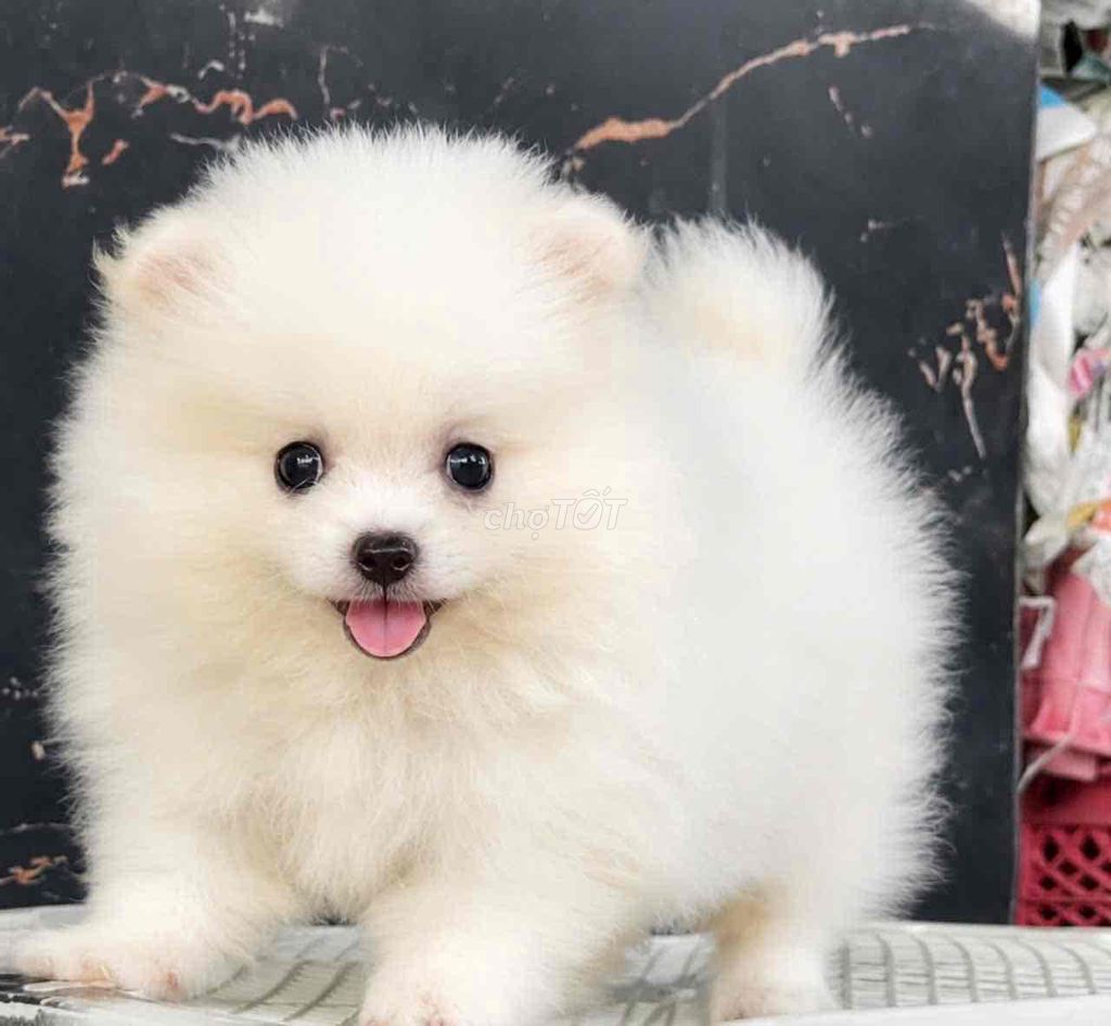 Chó Phốc Sóc trắng lông xù. Mua bán Chó tại Huyện Bình Chánh Tp Hồ Chí Minh được đăng bởi pom pet sài gòn hình 1