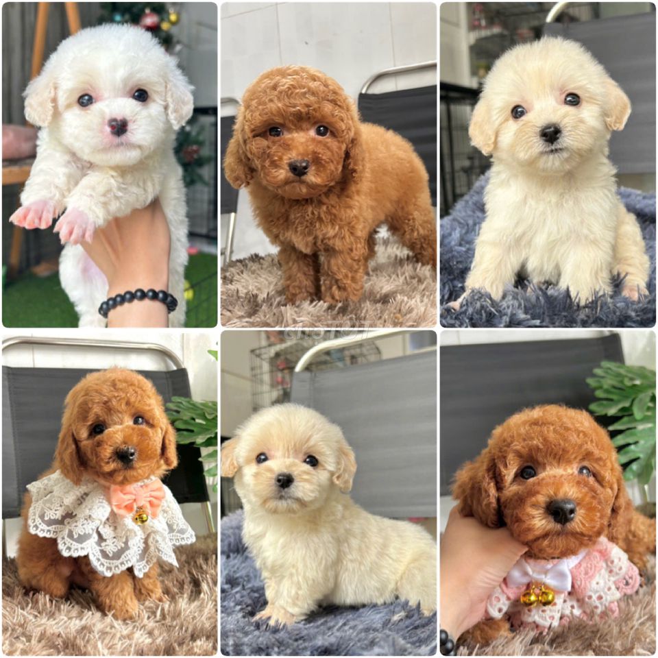 Poodle Nâu đỏ Kem Trắng Mơ