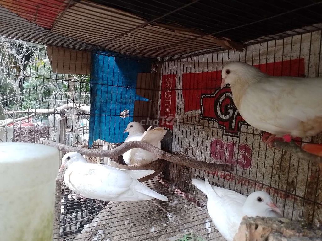 Bồ câu trắng đang sinh sản. Mua bán Chim tại Huyện Châu Thành Bến Tre được đăng bởi Duy Ngọc hình 1