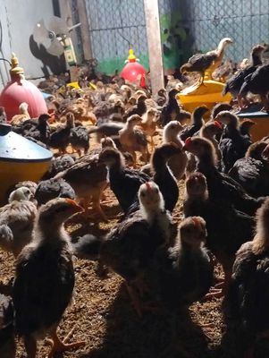 Ga lai choi 3 lang co. Giá 35k con. Mua bán Gà tại Thành phố Buôn Ma Thuột Đắk Lắk được đăng bởi bùi văn long