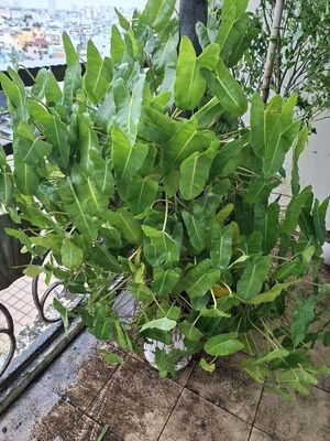 Cây trầu bà tỷ phú. Mua bán Cây cảnh, đồ trang trí tại Quận 11 Tp Hồ Chí Minh được đăng bởi A duc