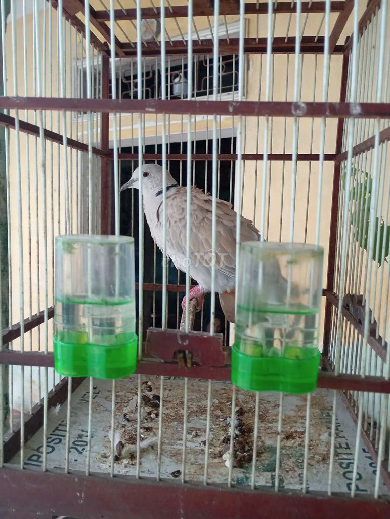 Bán hai em cứ gáy cả hai lồng 300k. Mua bán Chim tại Huyện Quế Võ Bắc Ninh được đăng bởi Trương bảo long hình 2