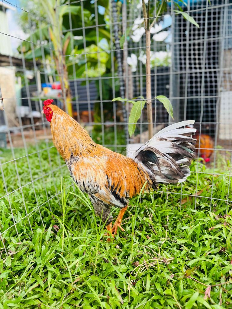 Cú vàng 2400Gram. Mua bán Gà tại Thành phố Sóc Trăng Sóc Trăng được đăng bởi  Tuấn Khanh hình 1