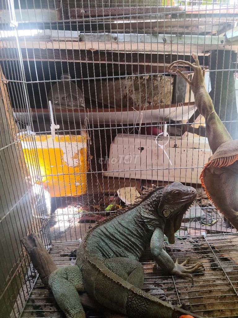 rồng nam mỹ🐉. Mua bán Thú cưng khác tại Huyện Hóc Môn Tp Hồ Chí Minh được đăng bởi Tài Nguyễn Iguana Shop hình 1