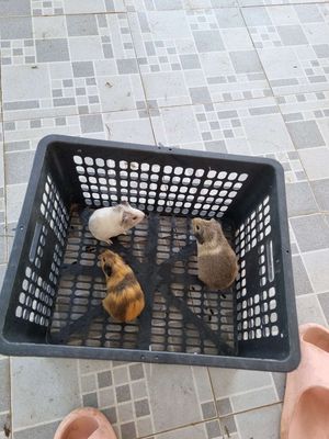 Bọ ú rạch giá. Mua bán Thú cưng khác tại Thành phố Rạch Giá Kiên Giang được đăng bởi Trà Vi