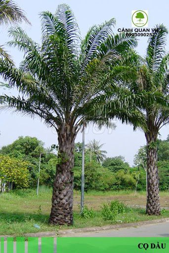 Bán cây cọ dầu làm cảnh quan tại Cam Ranh. Mua bán Cây cảnh, đồ trang trí tại Thành phố Cam Ranh Khánh Hòa được đăng bởi Long hình 1
