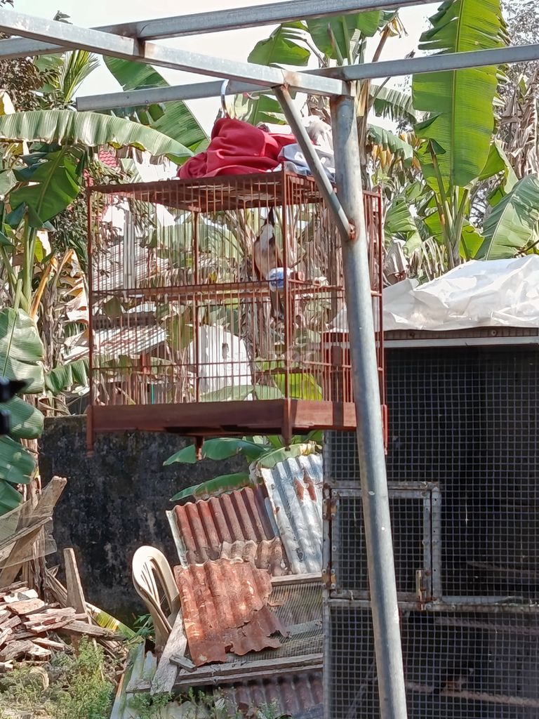 LỠ 1 MÙA CÁNH XỆ XIÊNG XOÈ CHÉ. Mua bán Chim tại Thành phố Huế Thừa Thiên Huế được đăng bởi Lê Nhựt hình 1
