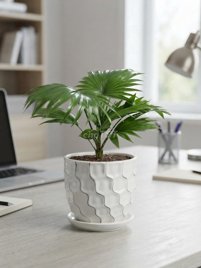 Cây cảnh Cau Tiểu Trâm 15-30cm. Mua bán Cây cảnh, đồ trang trí tại Thành phố Sa Đéc Đồng Tháp được đăng bởi lê mai hình 1