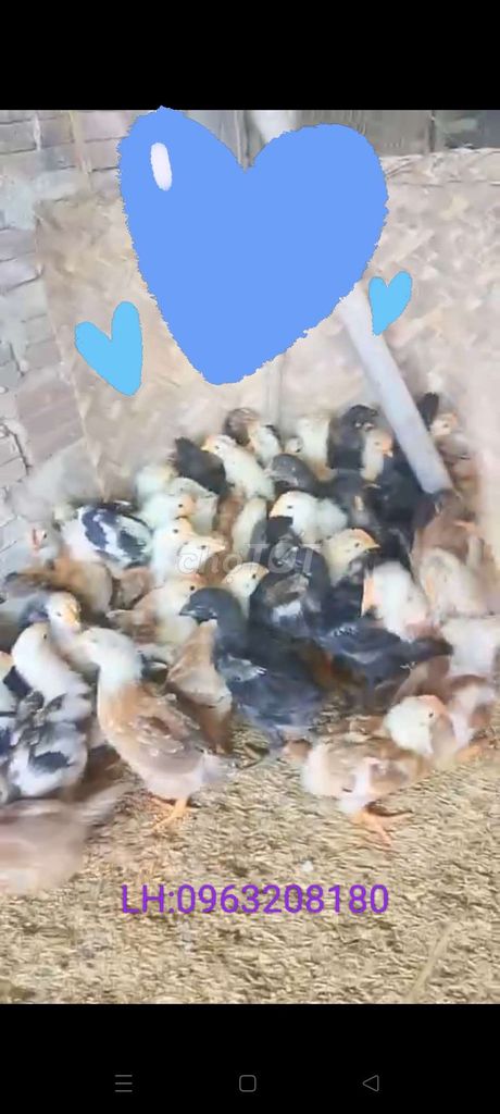 gà lai chọi thịt. Mua bán Gà tại Quận Cẩm Lệ Đà Nẵng được đăng bởi hoàng gà  hình 1