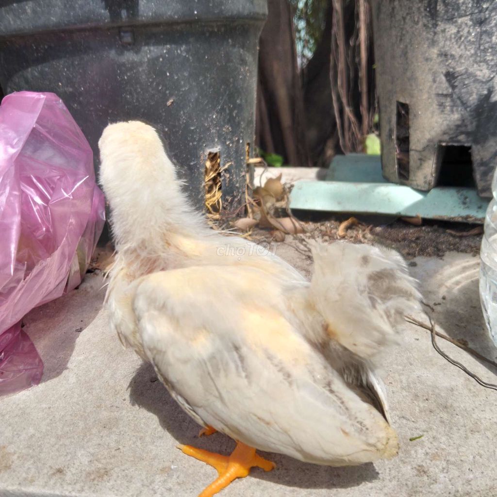 Gà tre Thái Trắng Con. Mua bán Gà tại Huyện Châu Thành Tiền Giang được đăng bởi chăm sóc sức khỏe  hình 1