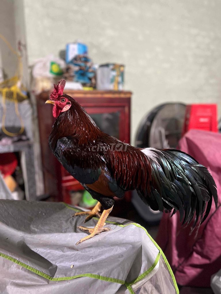 Gà chọi đực 8 tháng. Mua bán Gà tại Huyện Long Phú Sóc Trăng được đăng bởi HT Asill Mỹ hình 1