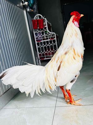 bướm asiu mỹ 2ki950 tay cục. Mua bán Gà tại Huyện Cai Lậy Tiền Giang được đăng bởi gà đá Tiền Giang