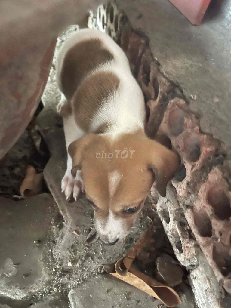 chó con. Mua bán Chó tại Thành phố Biên Hòa Đồng Nai được đăng bởi Thúy hình 1