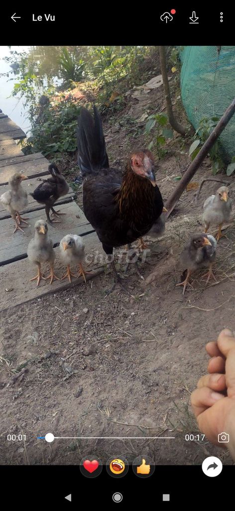 Gà Peru Thái 2.5 tháng. Mua bán Gà tại Huyện Vĩnh Thạnh Cần Thơ được đăng bởi vu hình 1