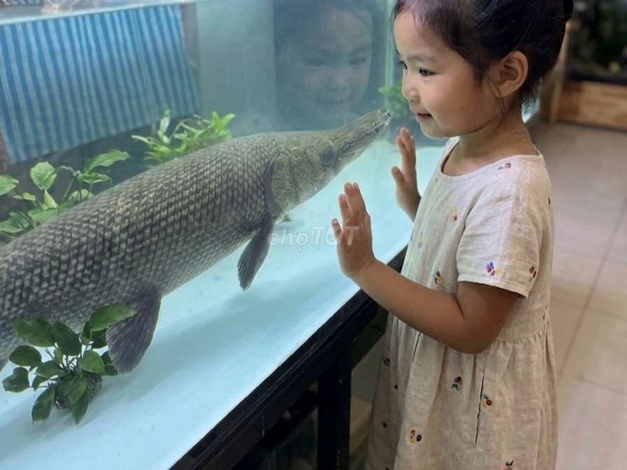 Siêu Phẩm Cá săn mồi Cá Sấu Hỏa Tiễn khủng gần 1m. Mua bán Thú cưng khác tại Quận Tân Bình Tp Hồ Chí Minh được đăng bởi Linh Lan hình 1