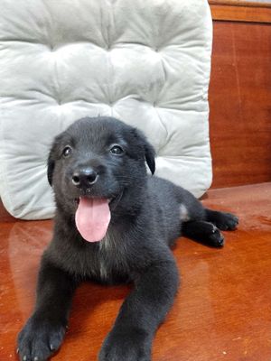 Bé Labrador thân thiện yêu trẻ con. Mua bán Chó tại Huyện Bình Chánh Tp Hồ Chí Minh được đăng bởi Ngân Hà