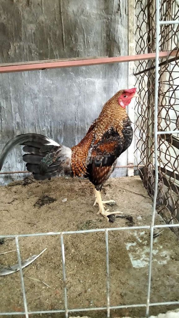 Tre cú lửai 1.2kg. Mua bán Gà tại Thành phố Vĩnh Long Vĩnh Long được đăng bởi Gà tre lai Vĩnh Long hình 1