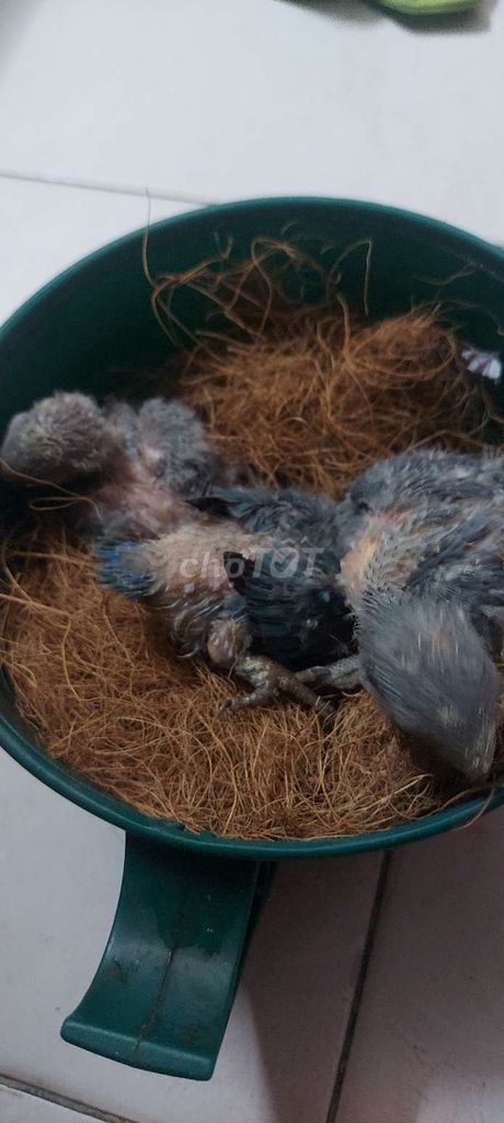 vẹt lovebird xanh khỏe mạnh. Mua bán Chim tại Quận Ba Đình Hà Nội được đăng bởi Anh Nguyen Duc hình 1
