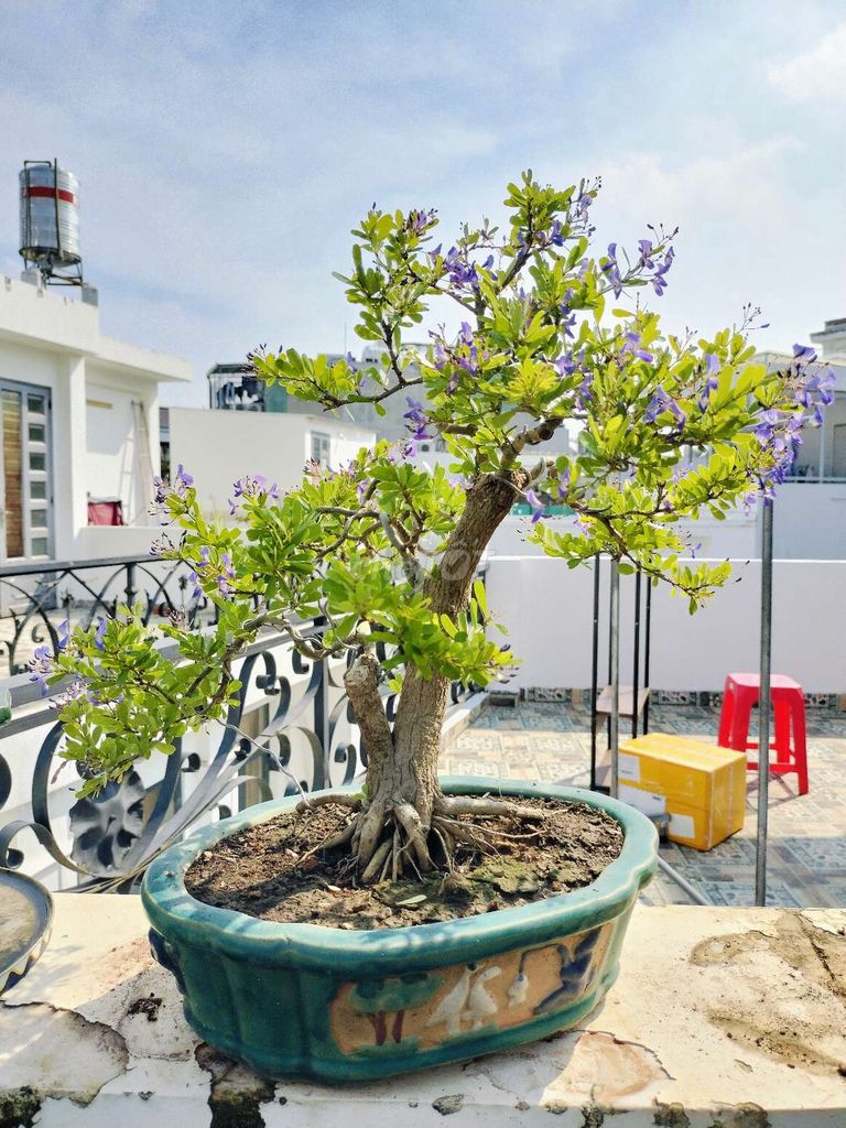 Chậu bonsai linh sam hoa tím