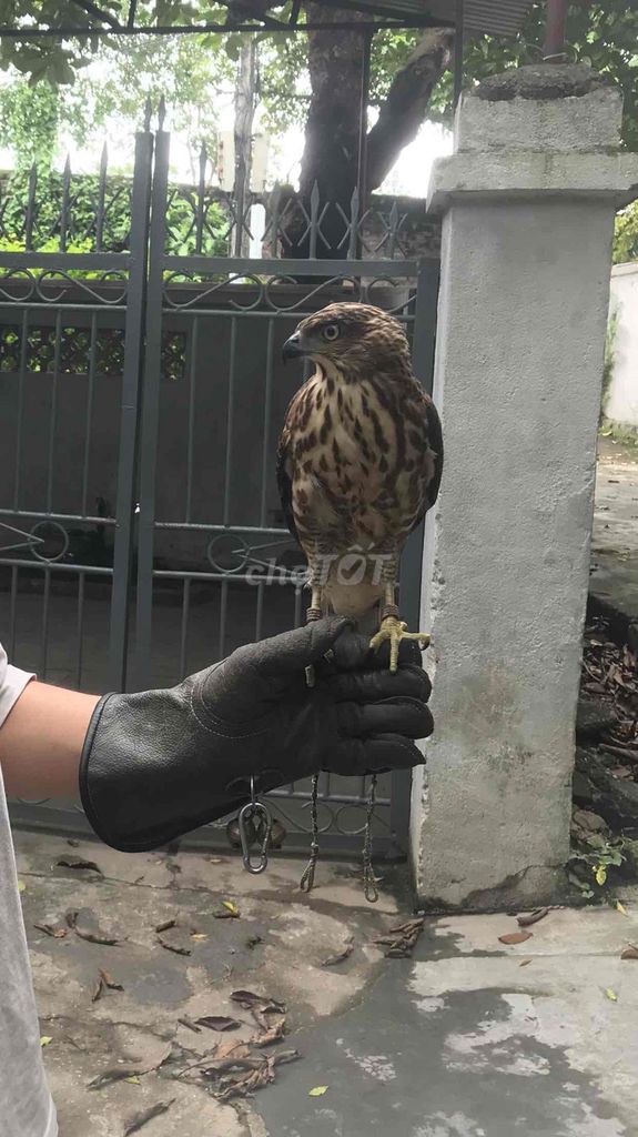 chim gáy phap. Mua bán Chim tại Huyện Phú Xuyên Hà Nội được đăng bởi Thanh nguyen hình 3