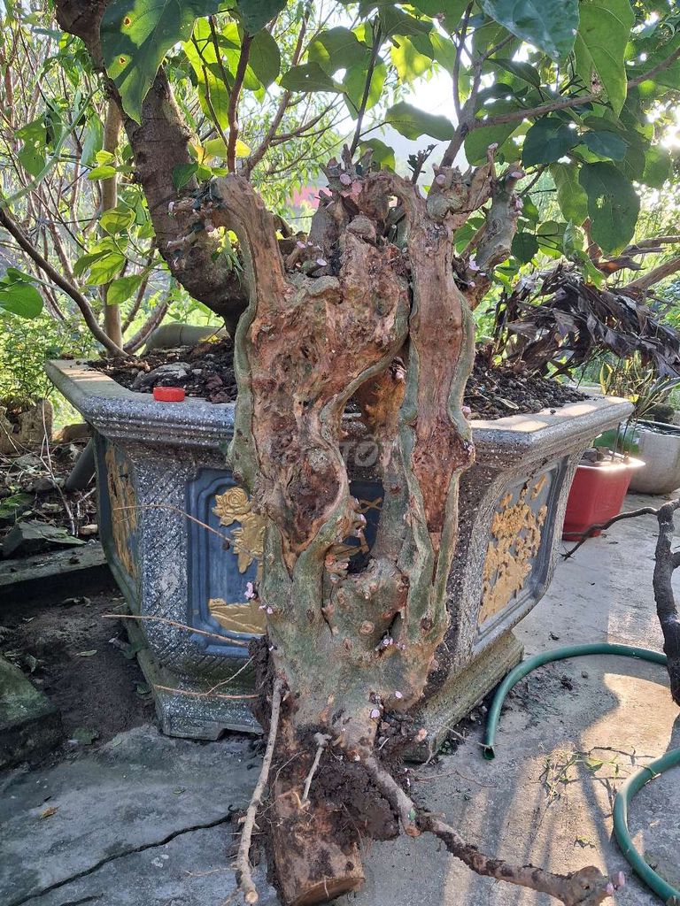 Duối và muội hồng. Mua bán Cây cảnh, đồ trang trí tại Huyện Thanh Liêm Hà Nam được đăng bởi Công Minh hình 1