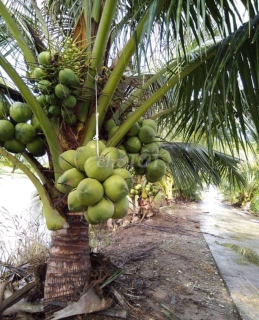 0966662596 - cây dừa xiêm lùn, siêu trái