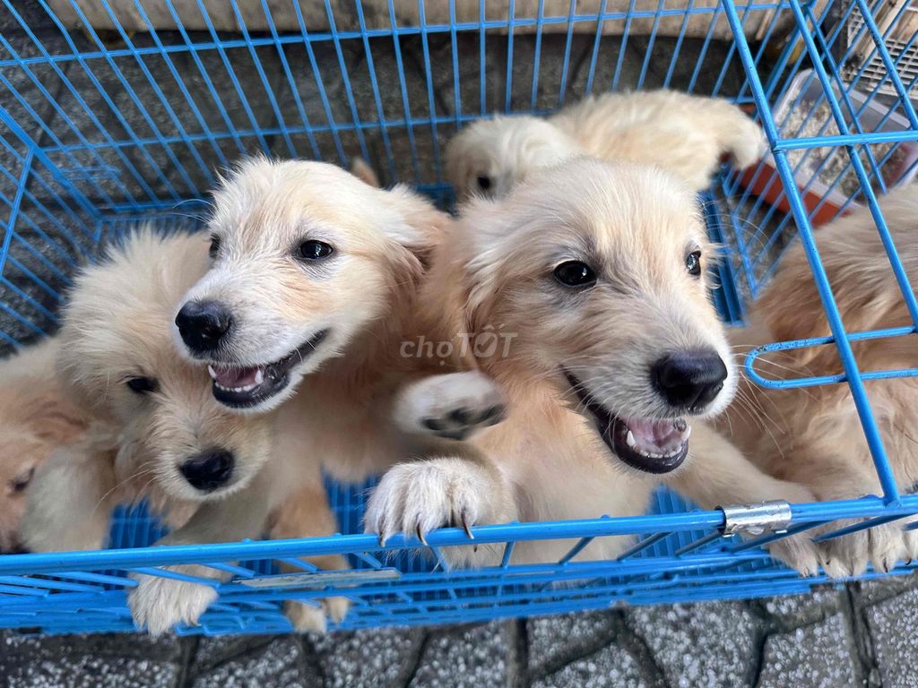 Golden Thuần chủng bố mẹ tại nhà. Mua bán Chó tại Thành phố Thủ Dầu Một Bình Dương được đăng bởi Tuyet Anh hình 3