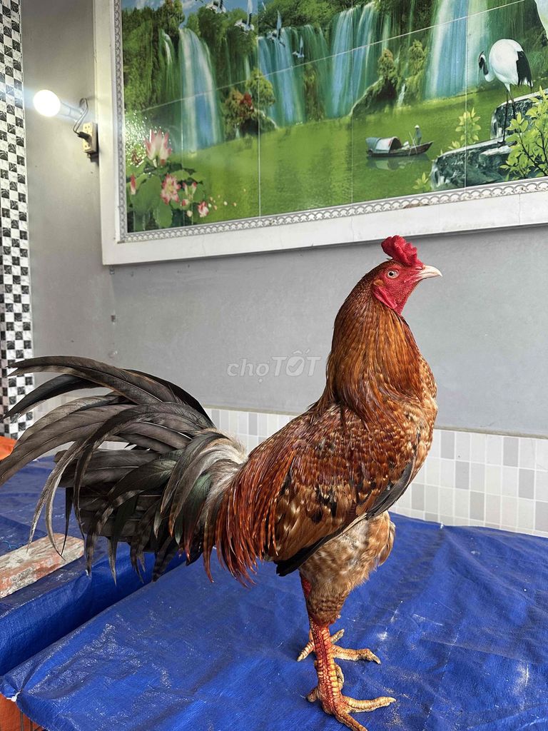 Gà chọi 3.2kg cứu lửa. Mua bán Gà tại Huyện Châu Thành Sóc Trăng được đăng bởi VT hình 1
