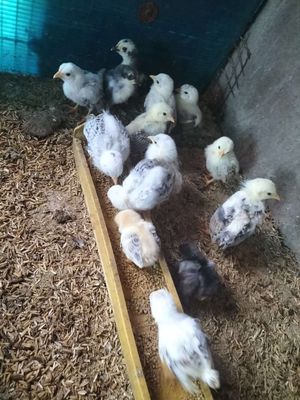 Gà Tre Bắc. Mua bán Gà tại Huyện Cần Giuộc Long An được đăng bởi Gà Tre Kiển