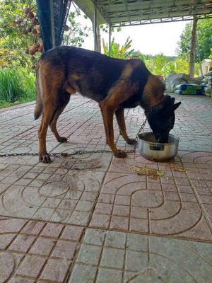 Chó nghiệp Vu malinois