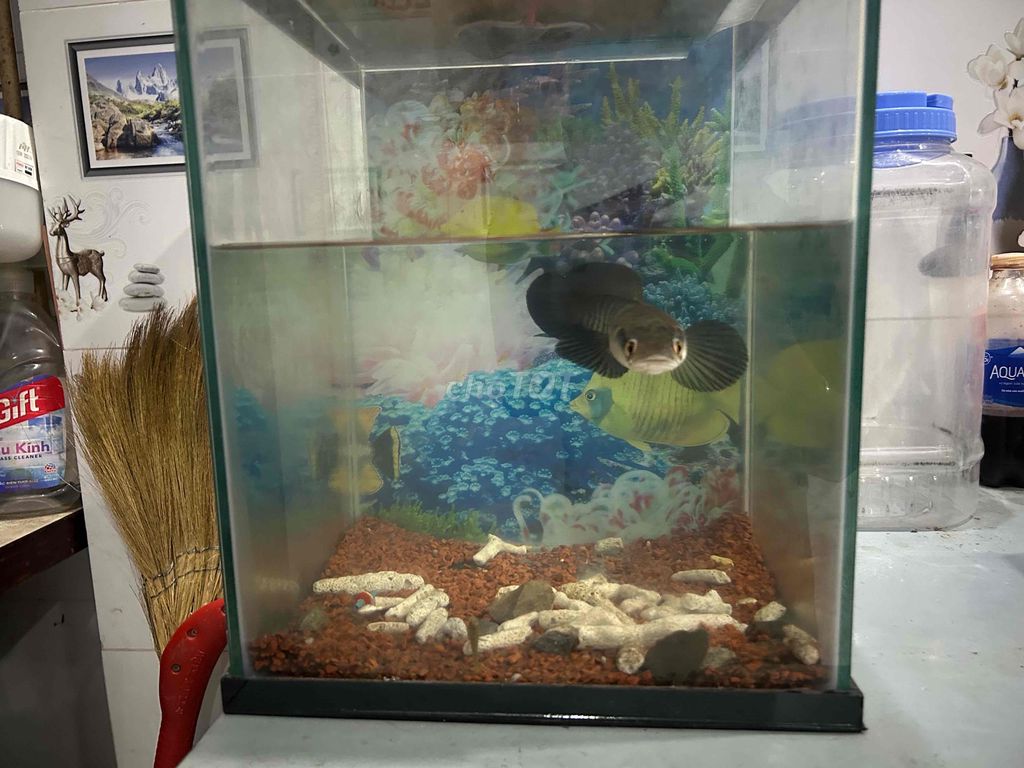 e cần ra đi 2 bé cá này