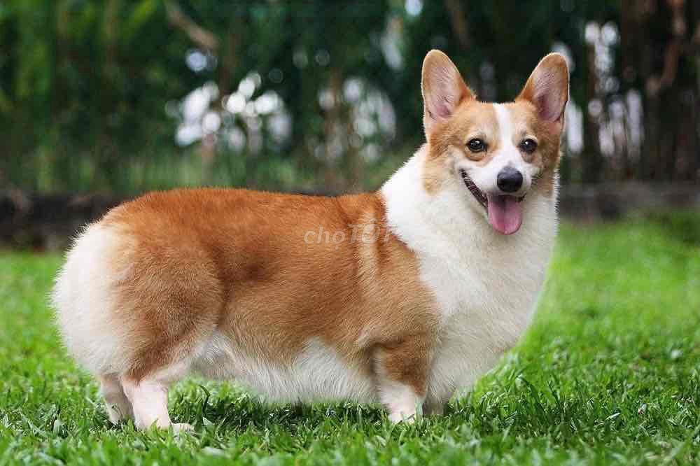 Corgi