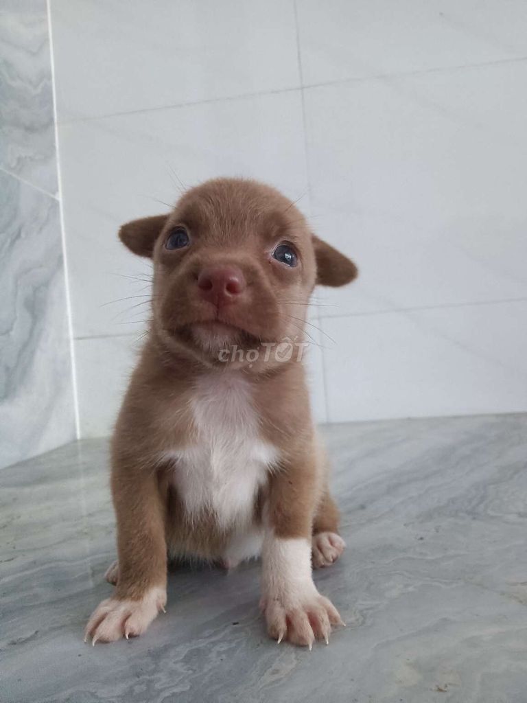 Chó Chihuahua f đực giống mini rất khôn  f. Mua bán Chó tại Quận 6 Tp Hồ Chí Minh được đăng bởi Tăng Chí Lương  hình 1