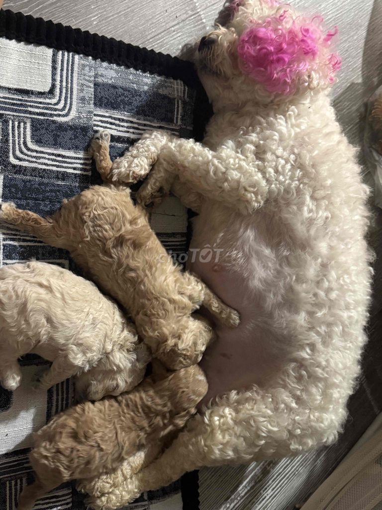 Chó Poodle đực nâu vàng gần 1 tháng. Mua bán Chó tại Thành phố Biên Hòa Đồng Nai được đăng bởi hằng hình 1