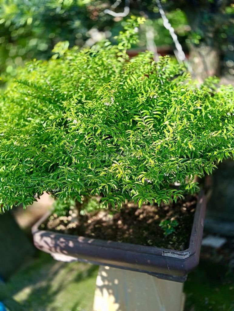 Cây cảnh Kim Giòn . Mua bán Cây cảnh, đồ trang trí tại Quận Bình Tân Tp Hồ Chí Minh được đăng bởi Cây cảnh sàigòn hình 1