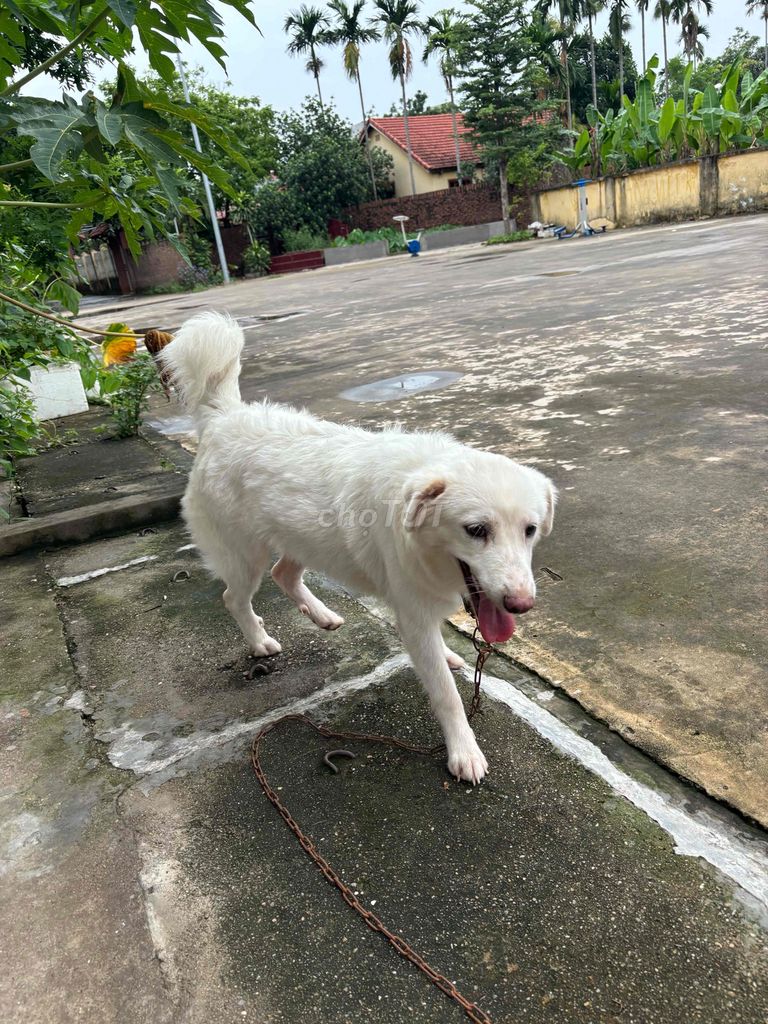 Bán e tuyết trắng