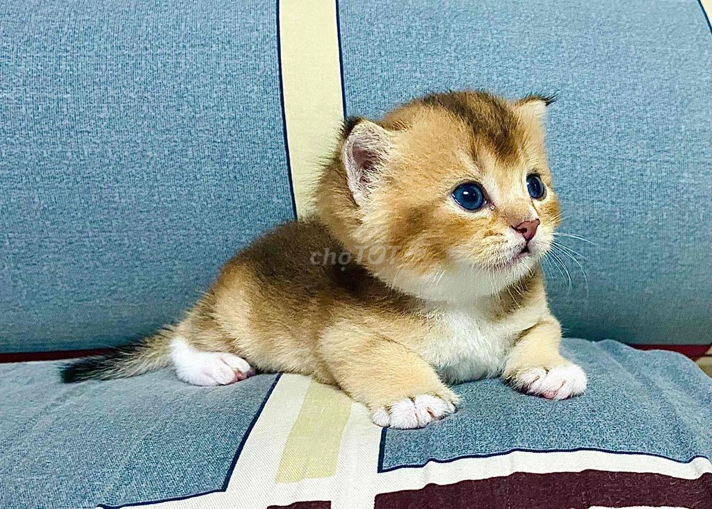 Mấy Bé Mèo Anh lông ngắn tìm 🏡 mới. Mua bán Mèo tại Quận Bình Thạnh Tp Hồ Chí Minh được đăng bởi Dennis Chu hình 1