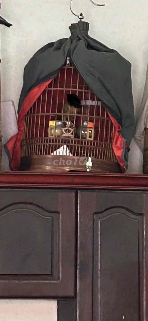 Chim cảnh my đá 70g Không tật lỗi. Mua bán Chim tại Quận Bình Thạnh Tp Hồ Chí Minh được đăng bởi heri hình 1