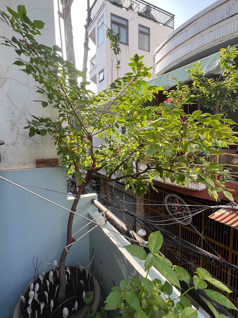 Cây khế ngọt 2m ra trái thường xuyên. Mua bán Cây cảnh, đồ trang trí tại Quận 10 Tp Hồ Chí Minh được đăng bởi Thơ hình 1